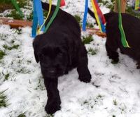 Schwarz im Schnee Flatterband